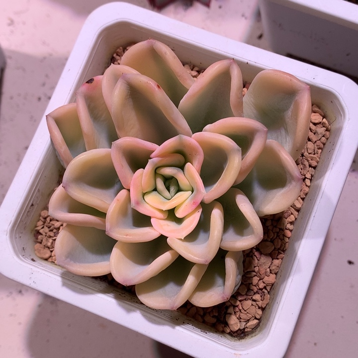 美尻锦锦锦锦锦锦