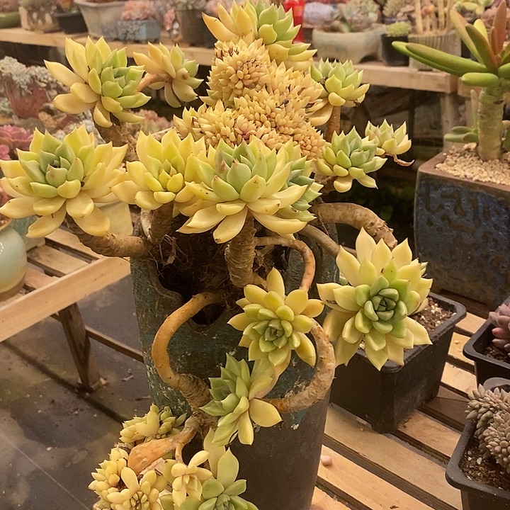 梦***萍多肉植物肉肉植物