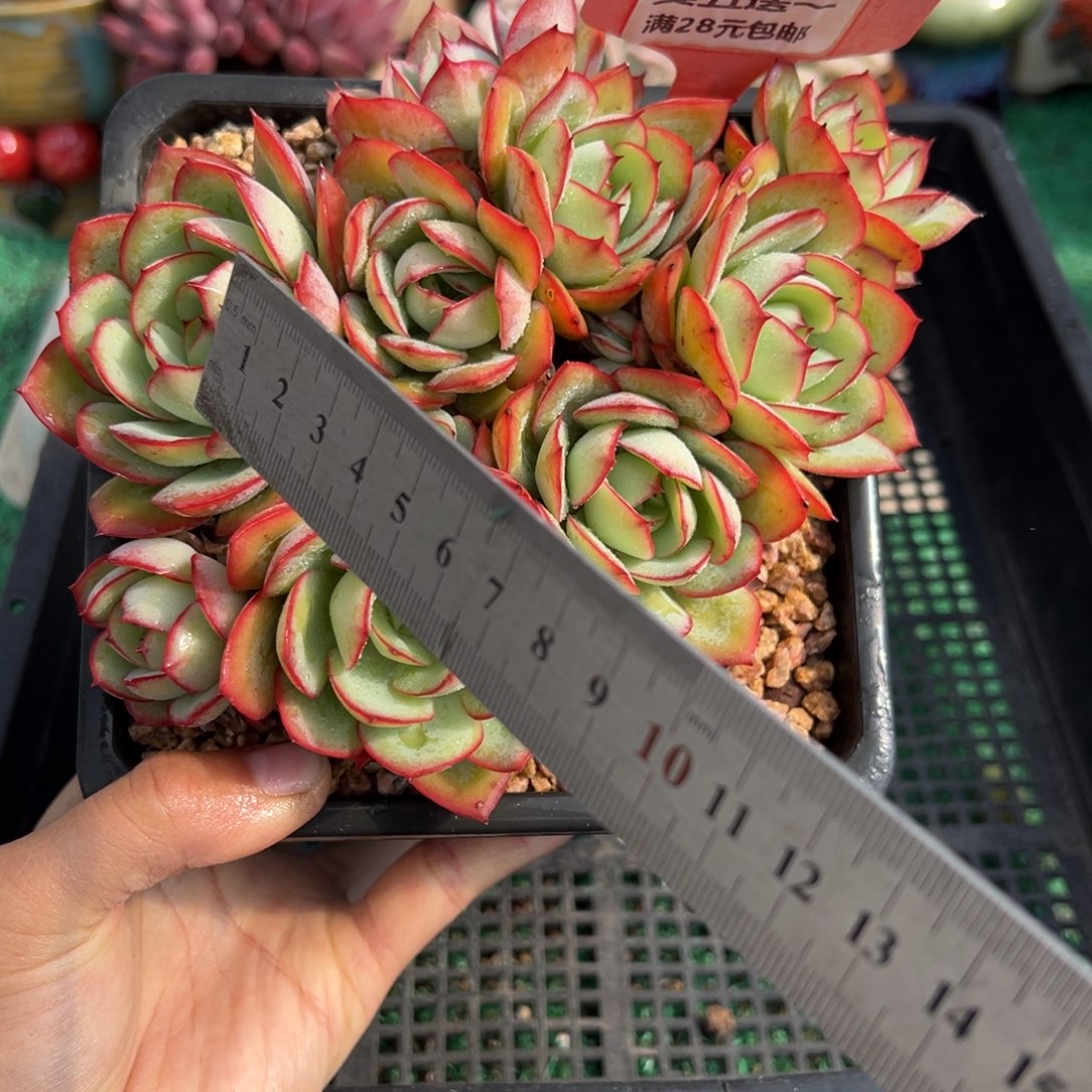 表妹精品多肉植物115: