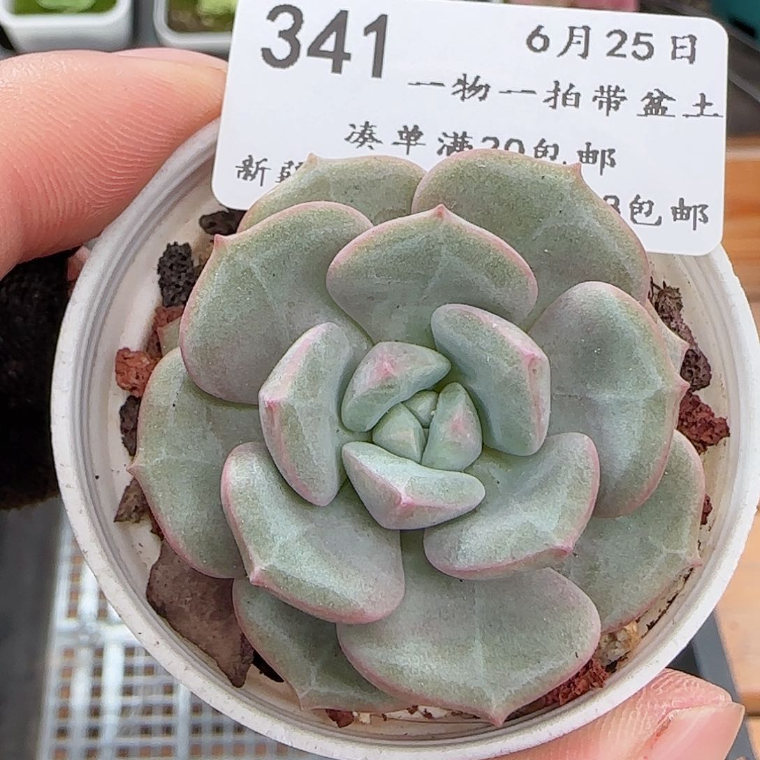 多肉多肉0625-341福利福利