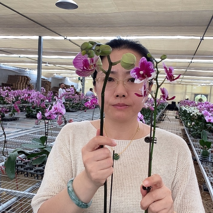 完全开放胭脂，旋律