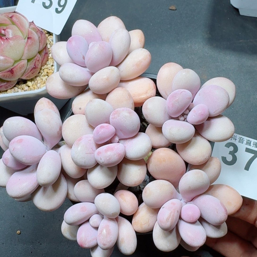 老桩桃蛋         多肉植物