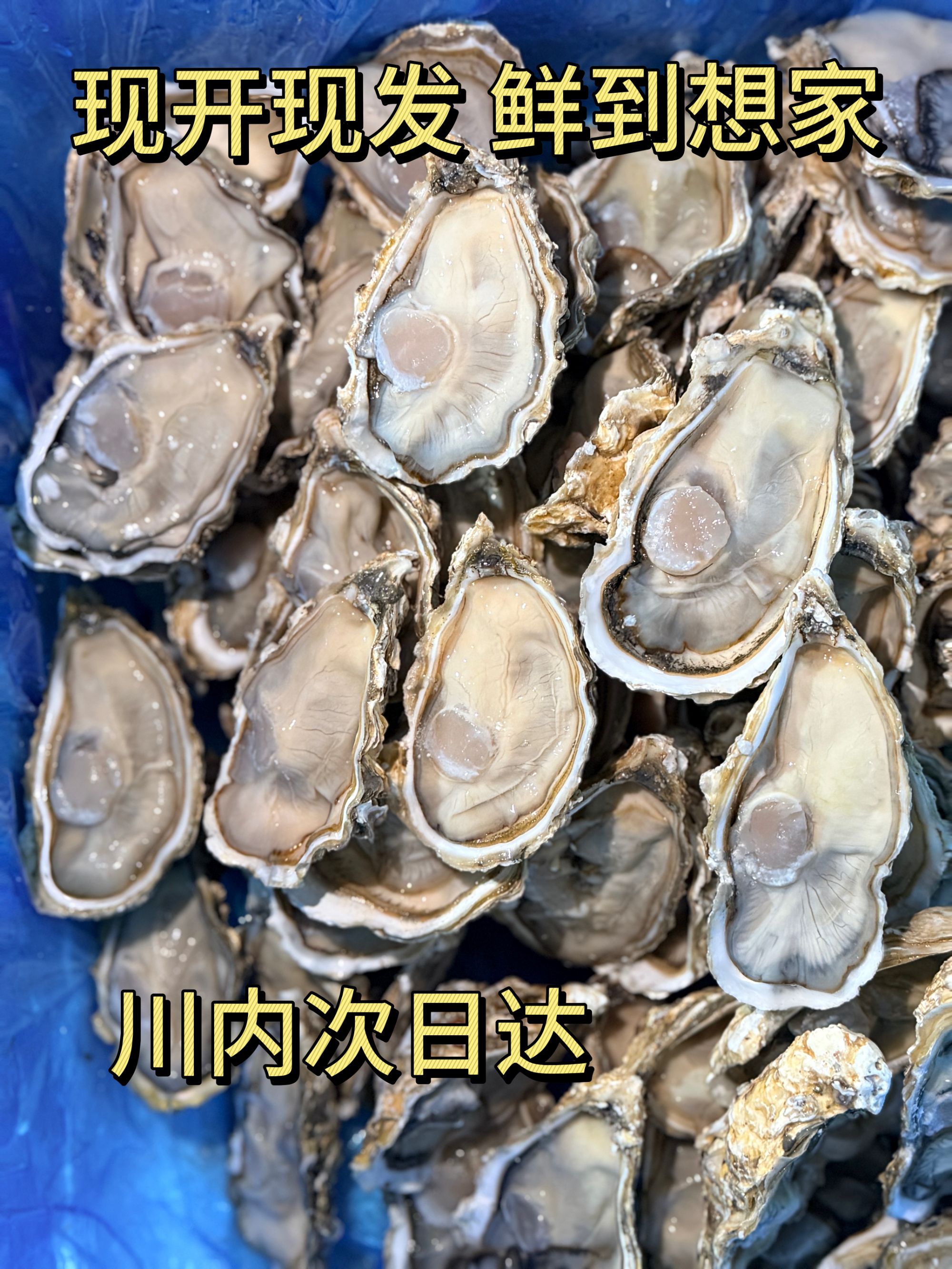 新鲜正宗乳山生蚝鲜活50斤带箱可蒸煮烤的海鲜水产2.5+（只发川内）