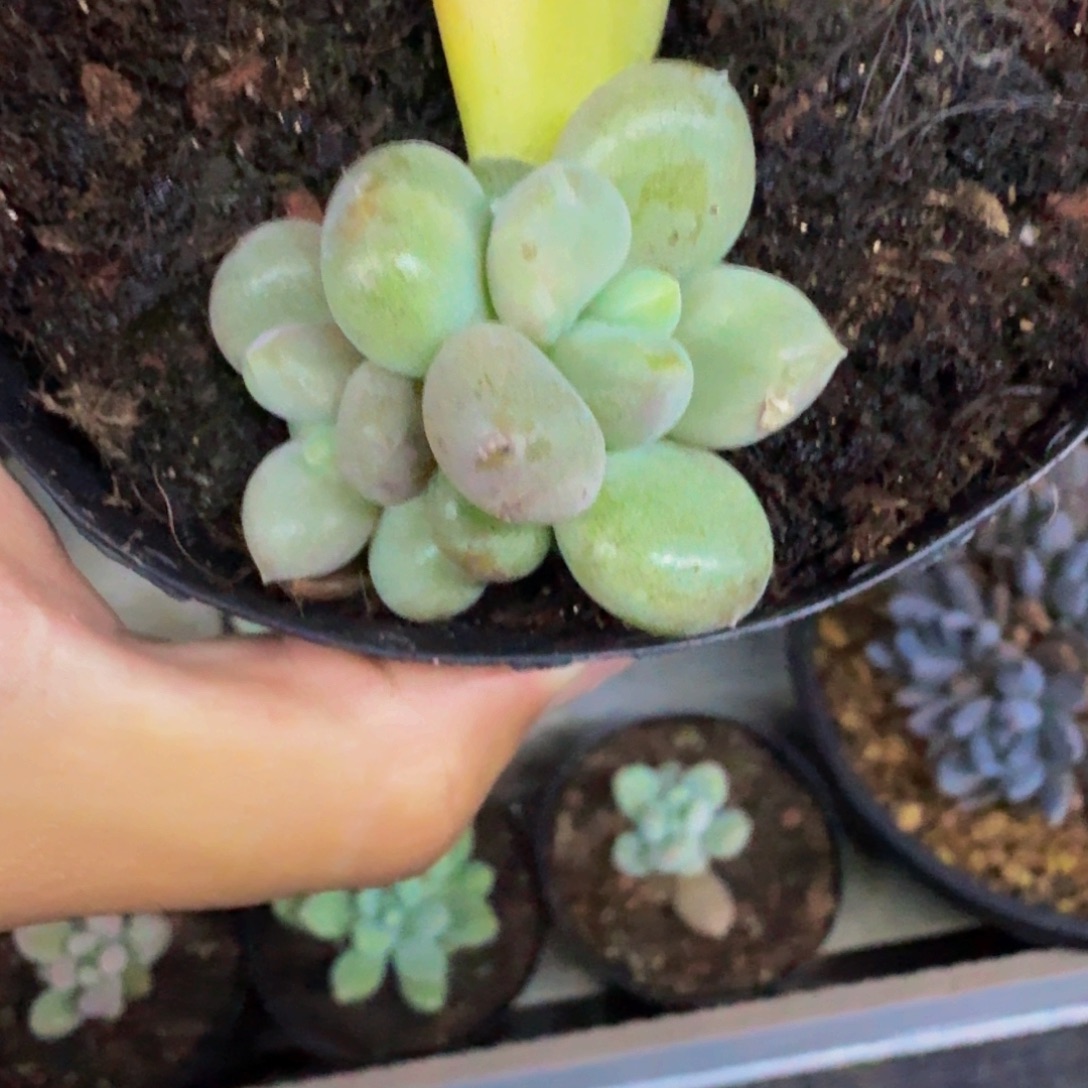 石化 哥特 叶插 一物一拍