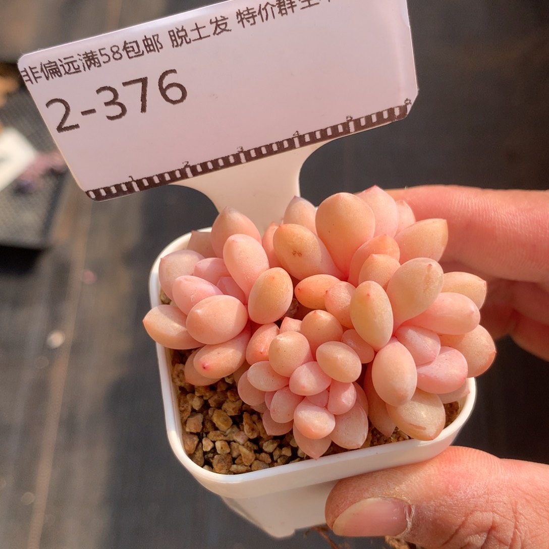 孤品杂交精品多肉