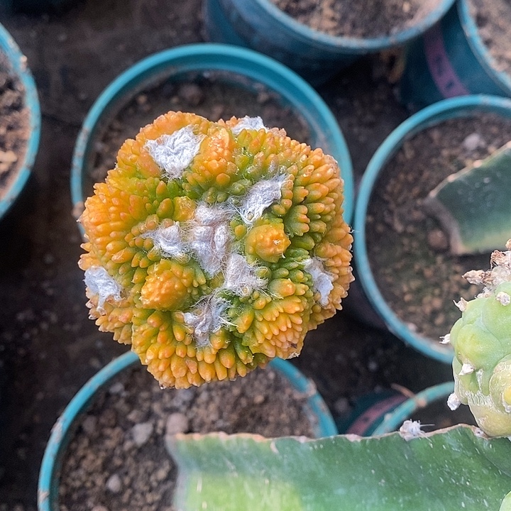 三角接炸尤哥斯拉牡丹锦