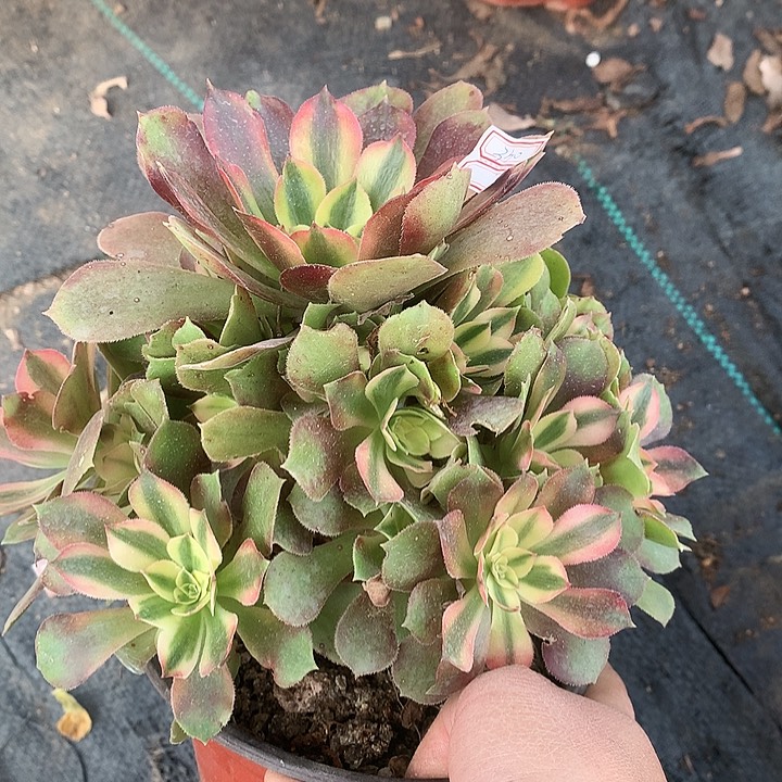 330红袖多肉植物
