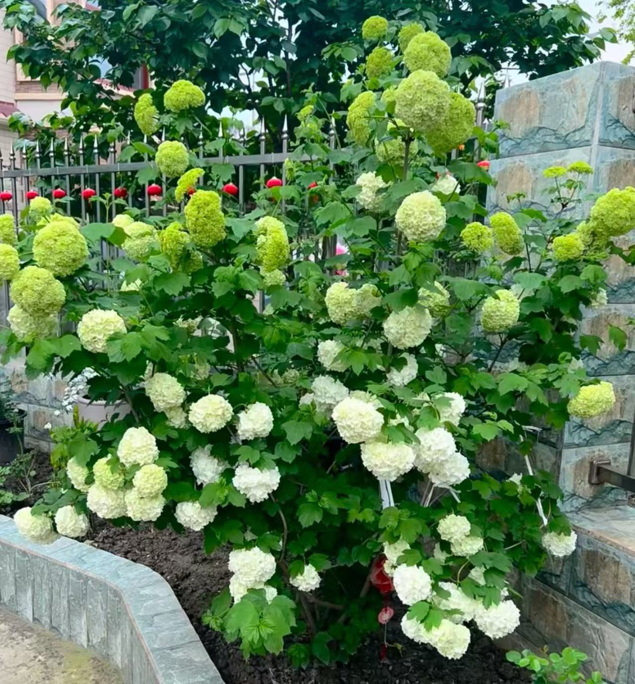 【福利款】绣球花（欧洲木绣球）带花苞发货木绣球花苗庭院盆栽耐寒