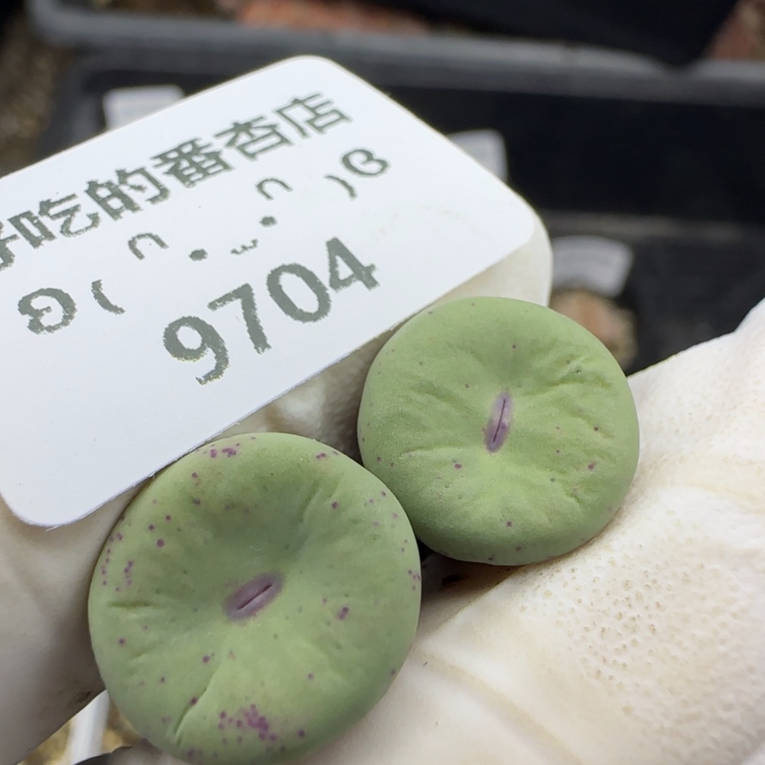 9704。默认脱土。18包邮。偏远88包邮