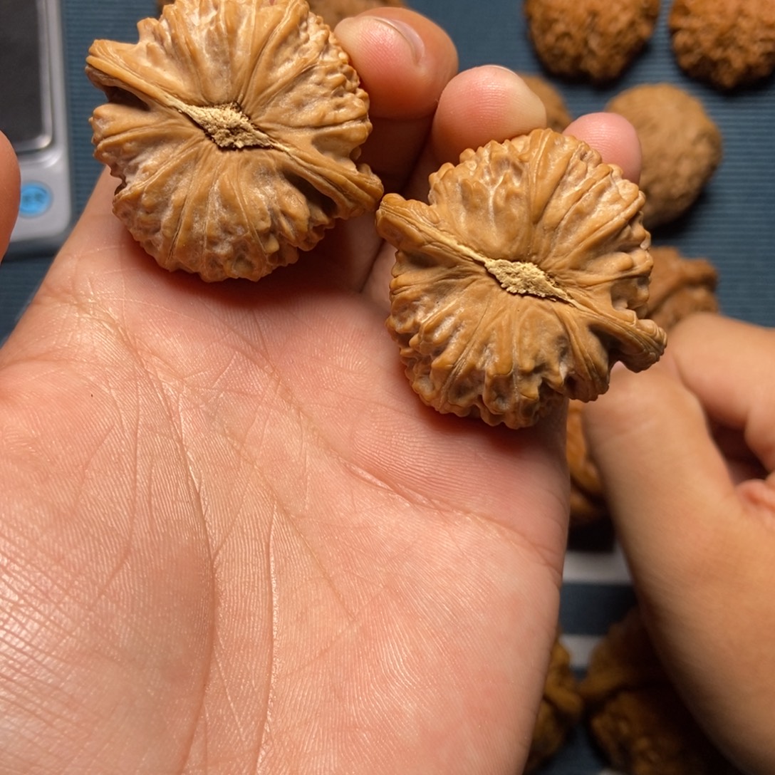 42尺全品白狮子白茬