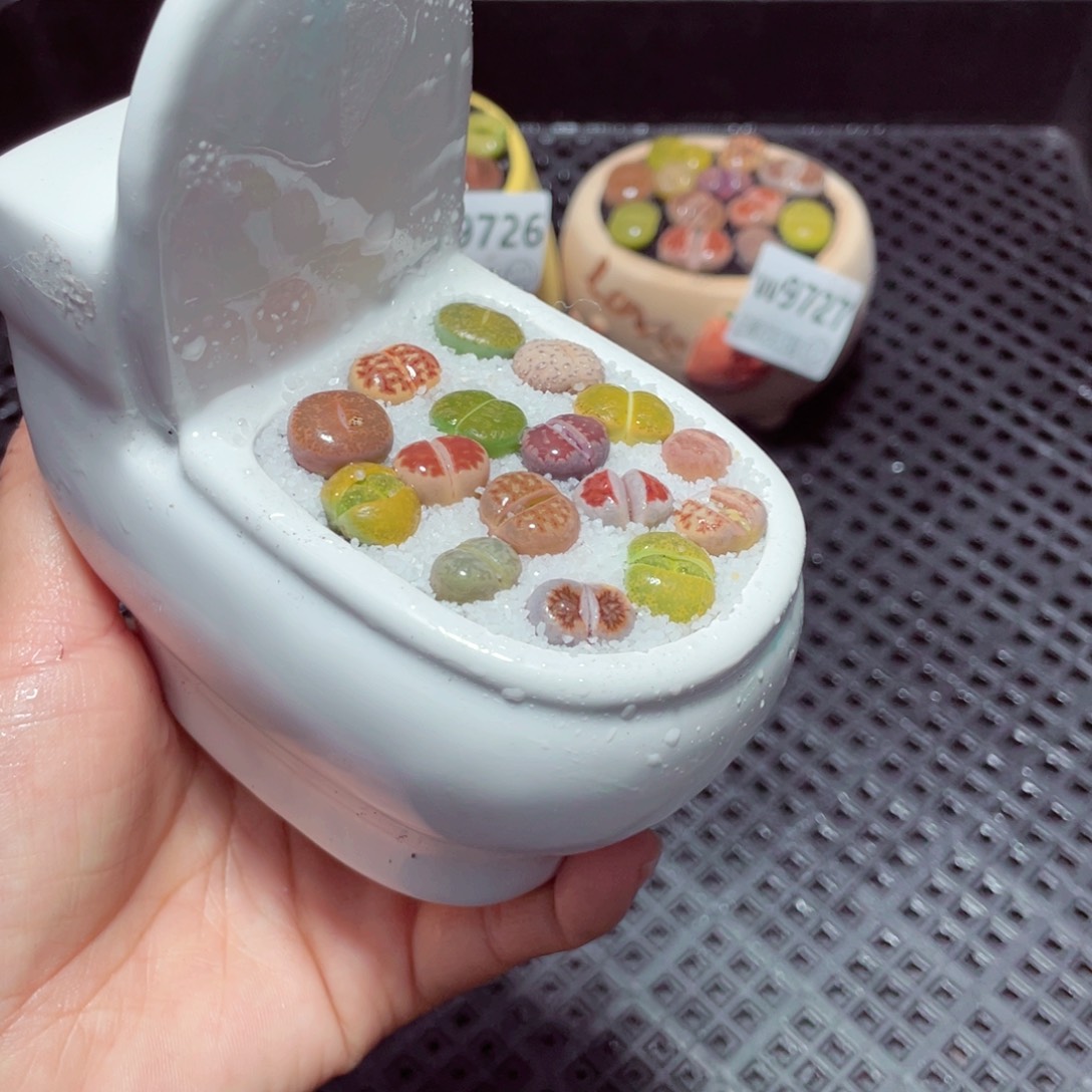 w9728 带盆土发货-零下地区拍保温箱