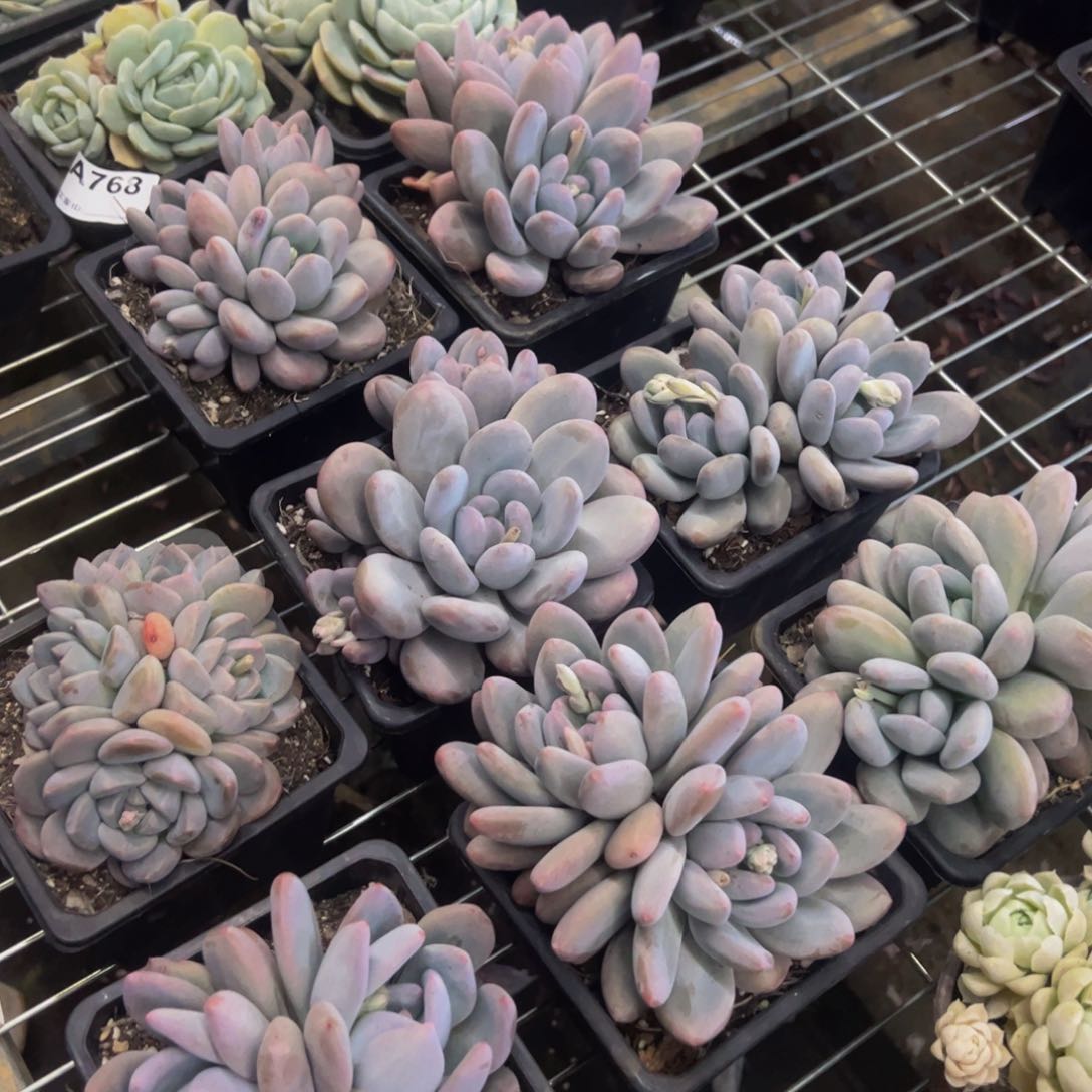 新香水双头起多肉植物