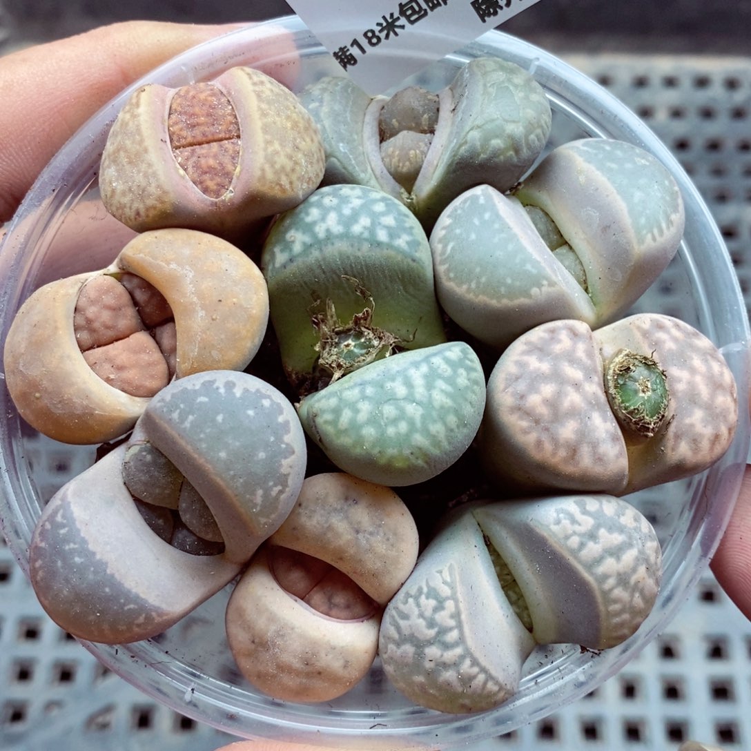 我的小姐姐们都是我044