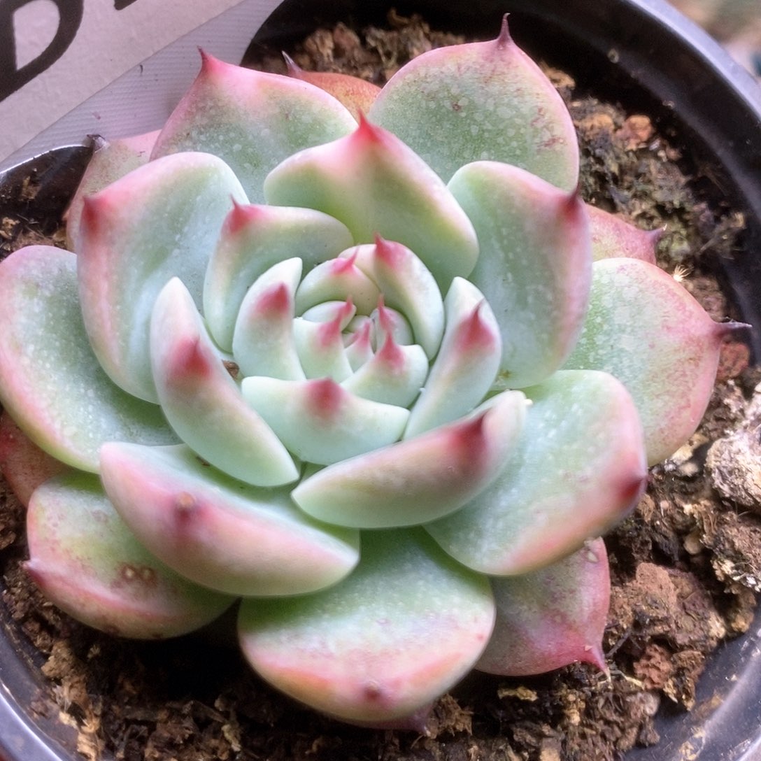 068锦锦锦锦锦锦锦锦锦