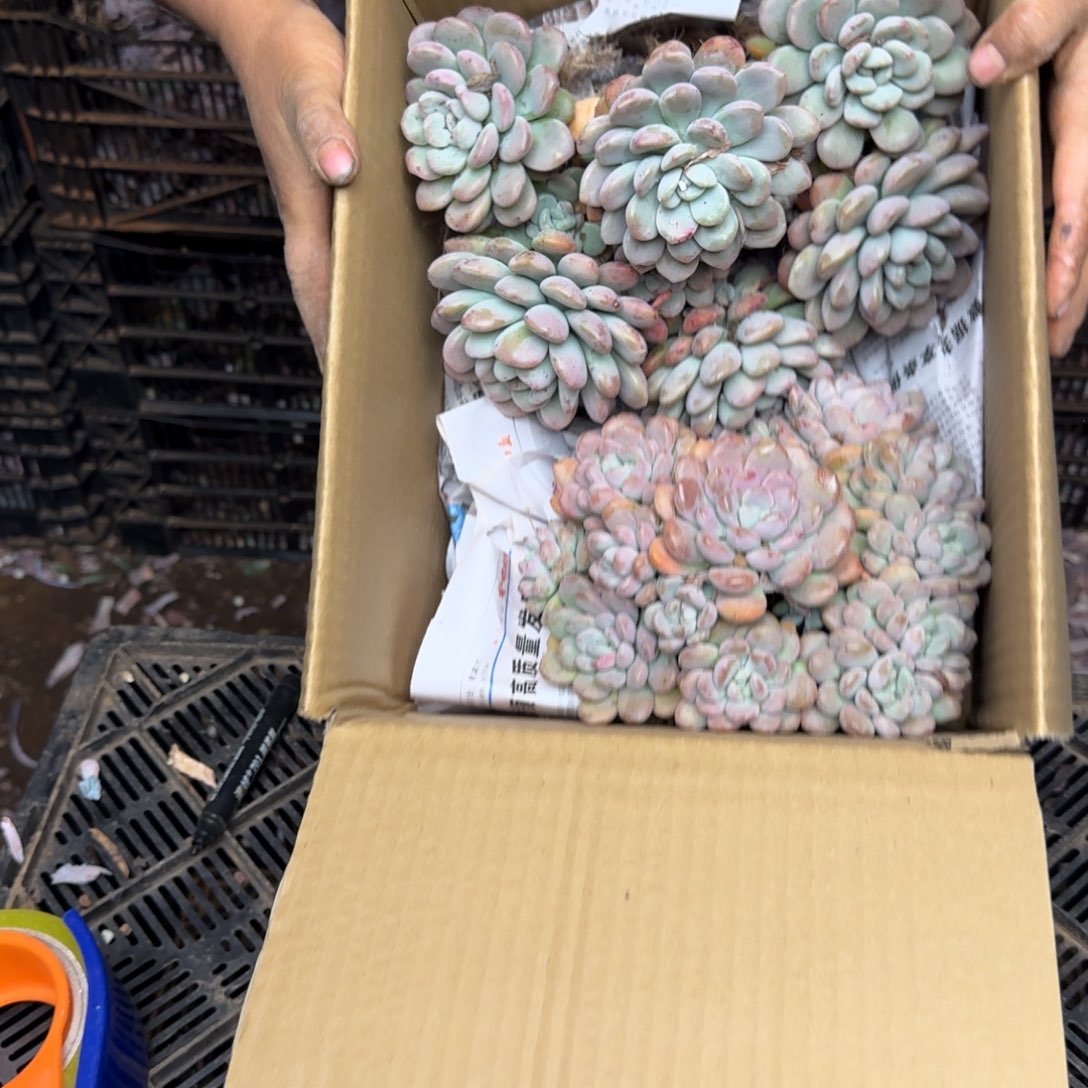 时***好白鹭 两颗 不包损0620