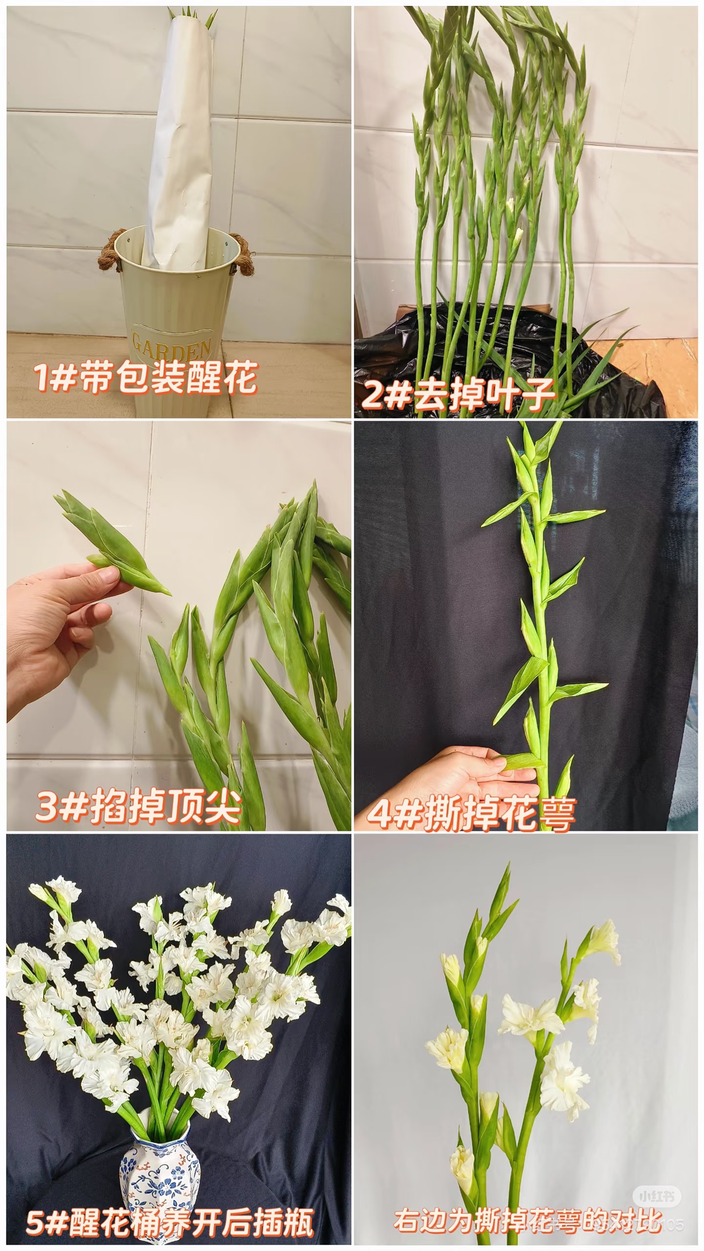 粉铁炮3支（8朵）+混色剑兰8支   节节高剑兰  花期长  好养