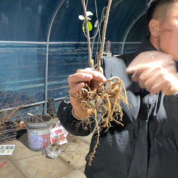 白寿海棠花一颗苗