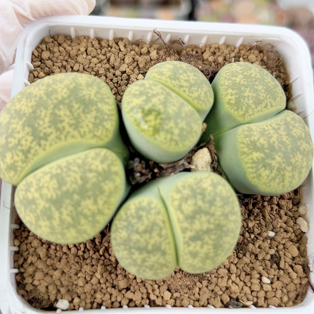 1000 好养易活生石花大母本