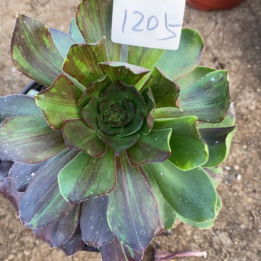 1205花斑鹿多肉植物