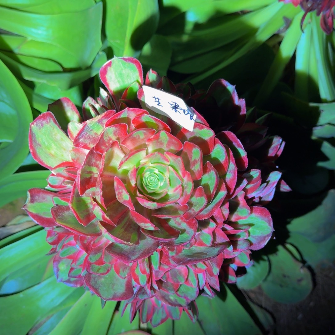 芒***喂拉菲皇后精品法师锦