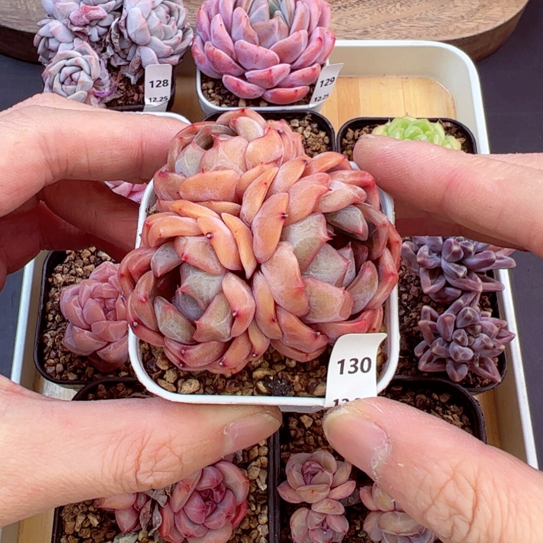 好好看130、哈哈哈哈