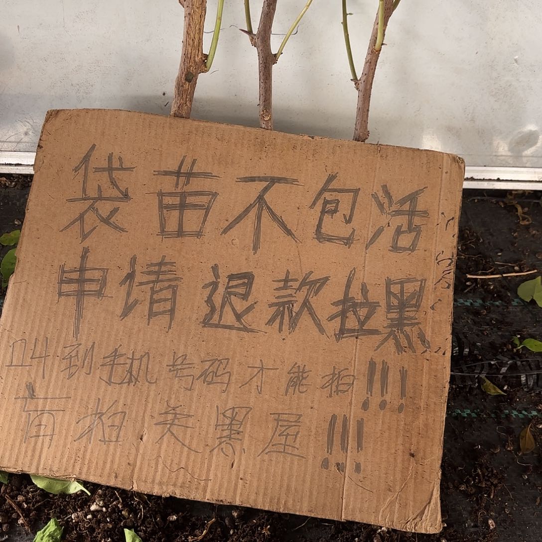 W***k当前无花栽培后可以开花袋苗盲盒三颗