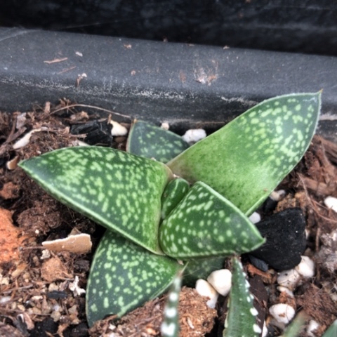 龙虎霸多肉植物盆栽