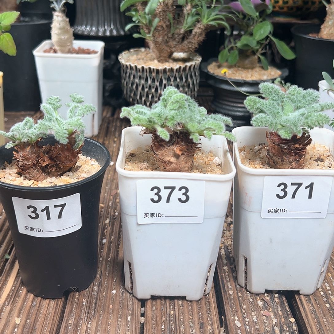 羽叶洋葵带盆包邮任选一个