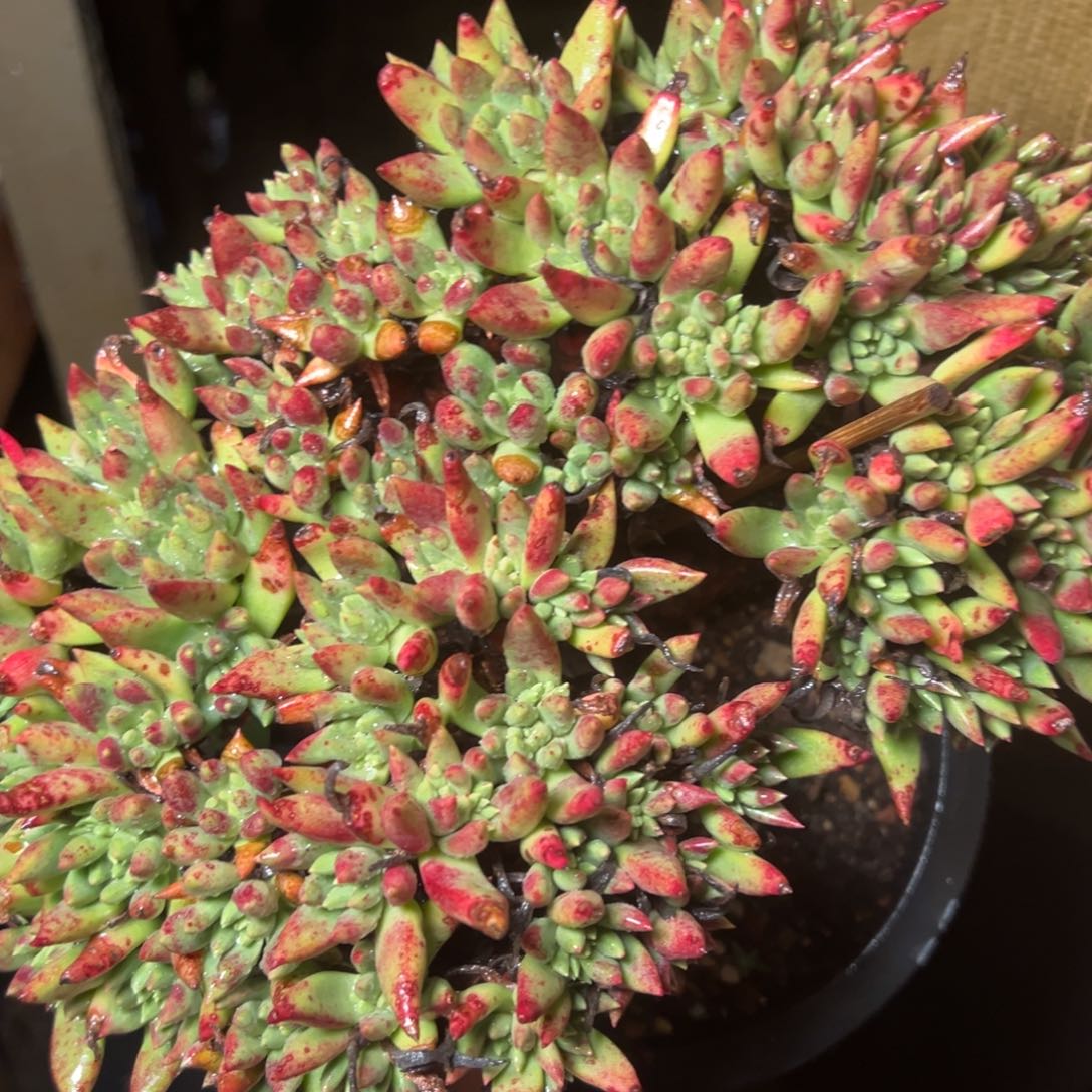 1339绿菊哈哈哈哈哈哈哈哈哈