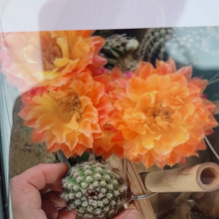 12彩草国色天香歪无根侧芽4公分左右20包邮