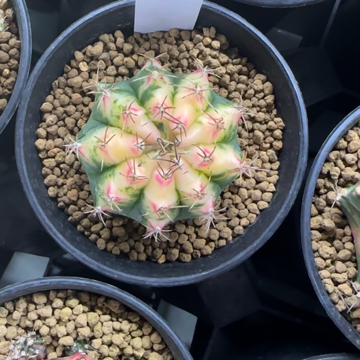 89-0210静海脱土发多肉