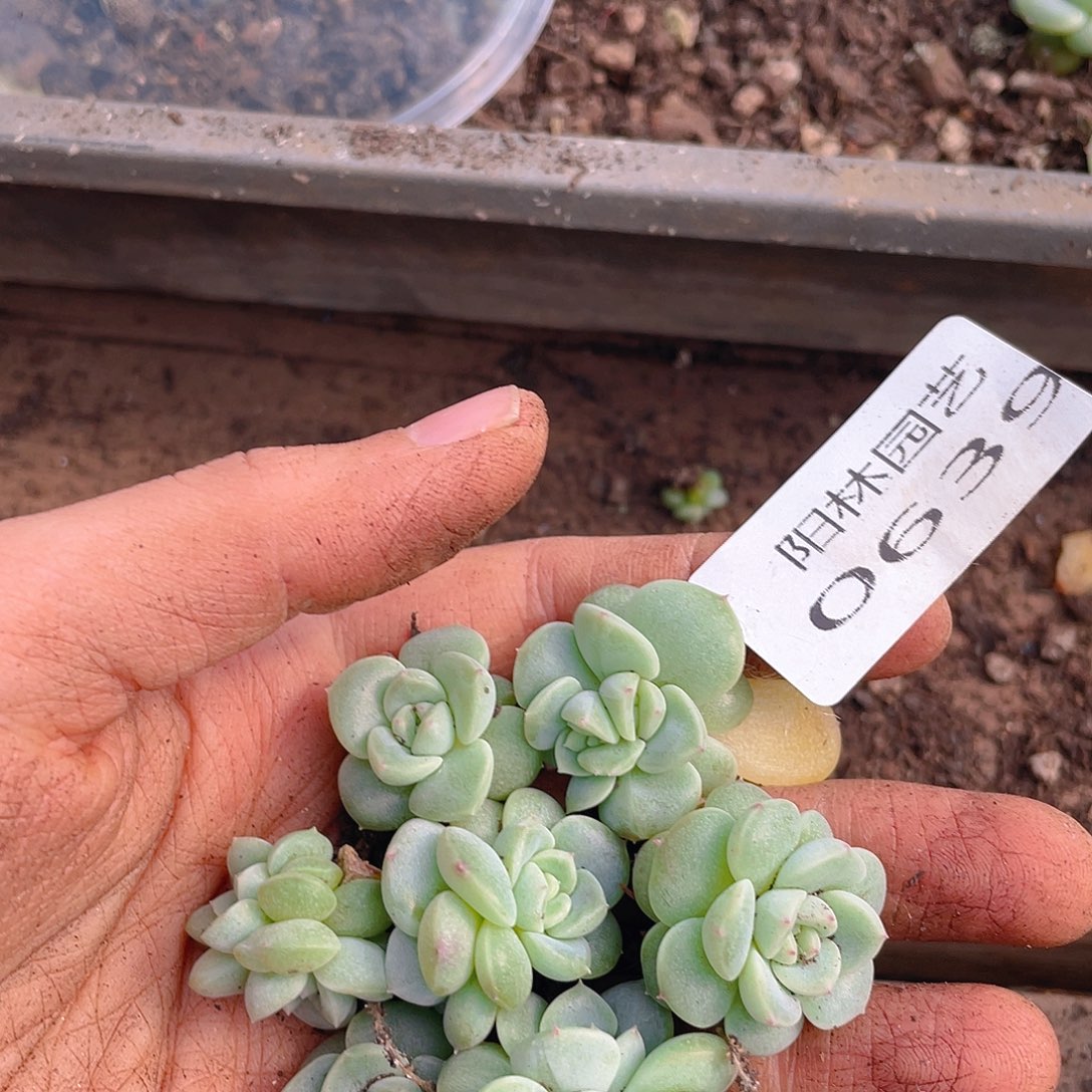 多肉植物多肉植物639
