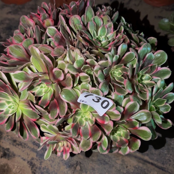730摇光多肉植物不售后