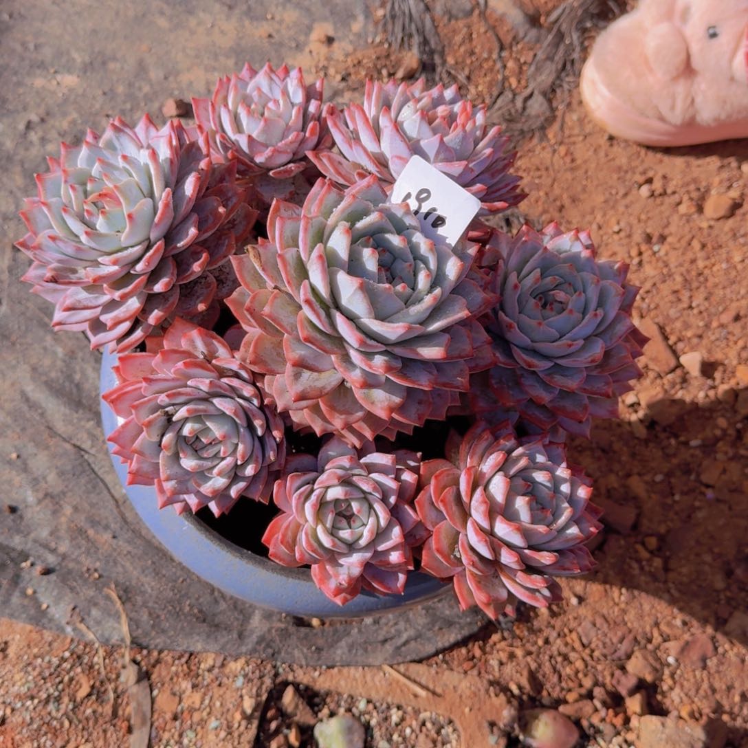 1910粉蓝鸟多肉植物