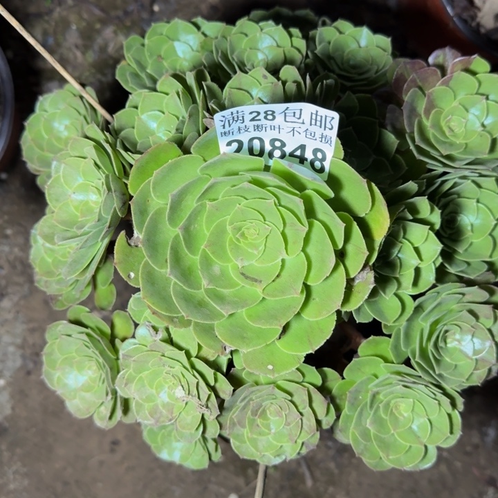 20848万圣节多肉植物