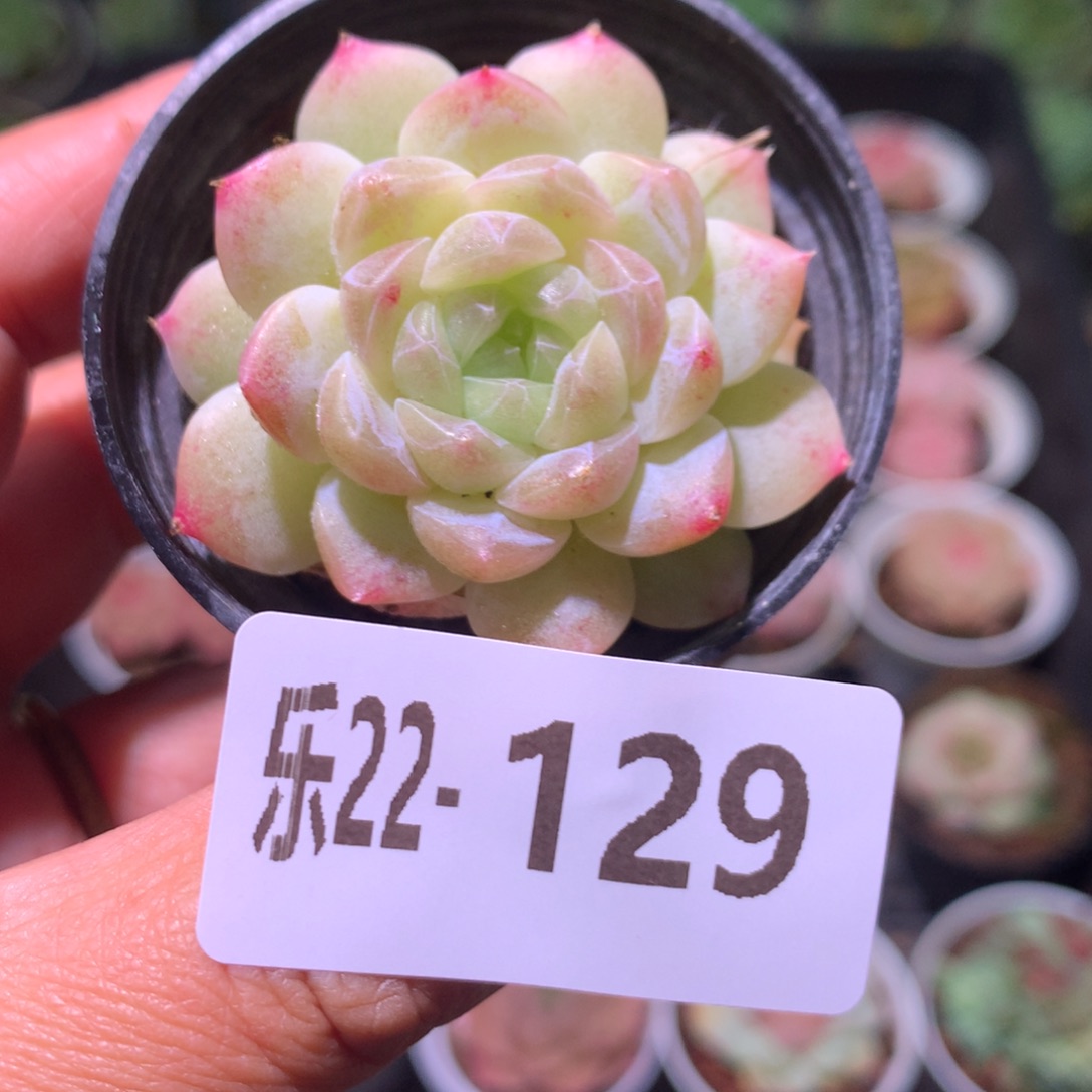 乐然22-129 新品 