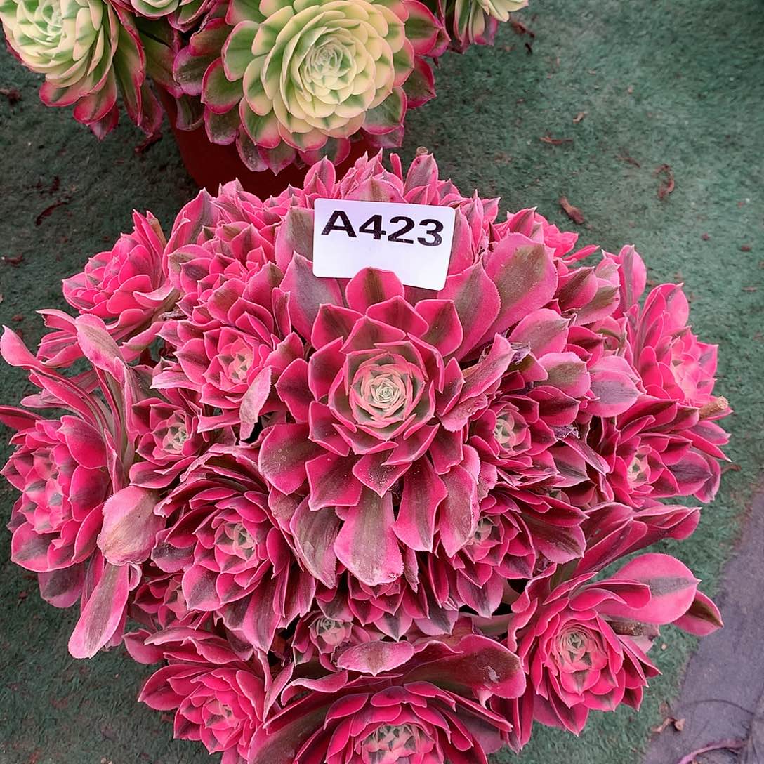 粉女巫多肉植物423