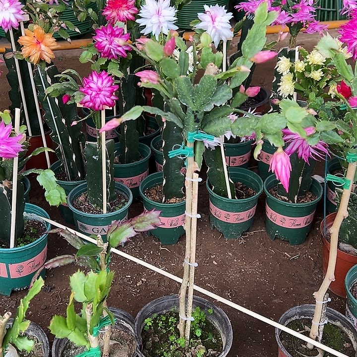 明***好补差价叶仙嫁接一层五色重瓣带花架