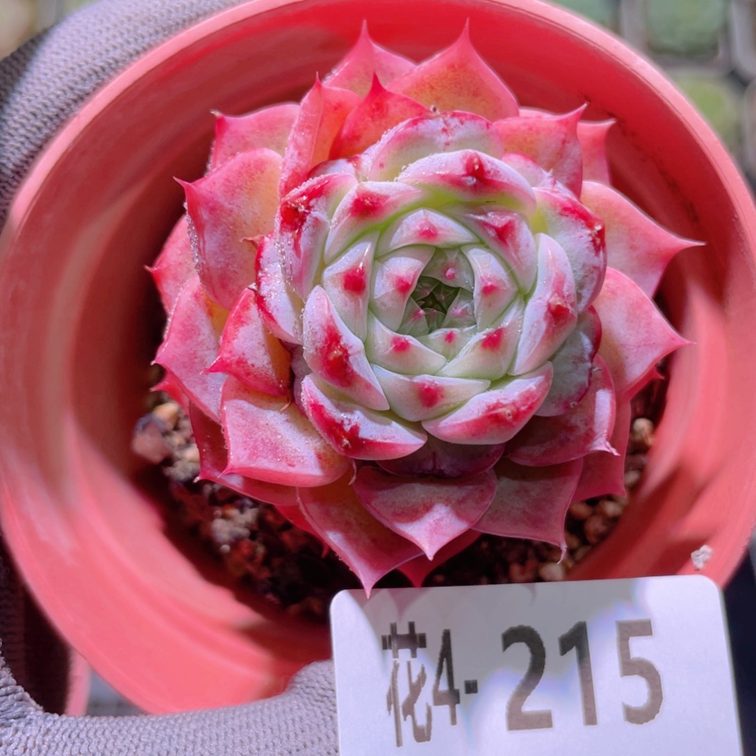 花利美4-215天鹅绒
