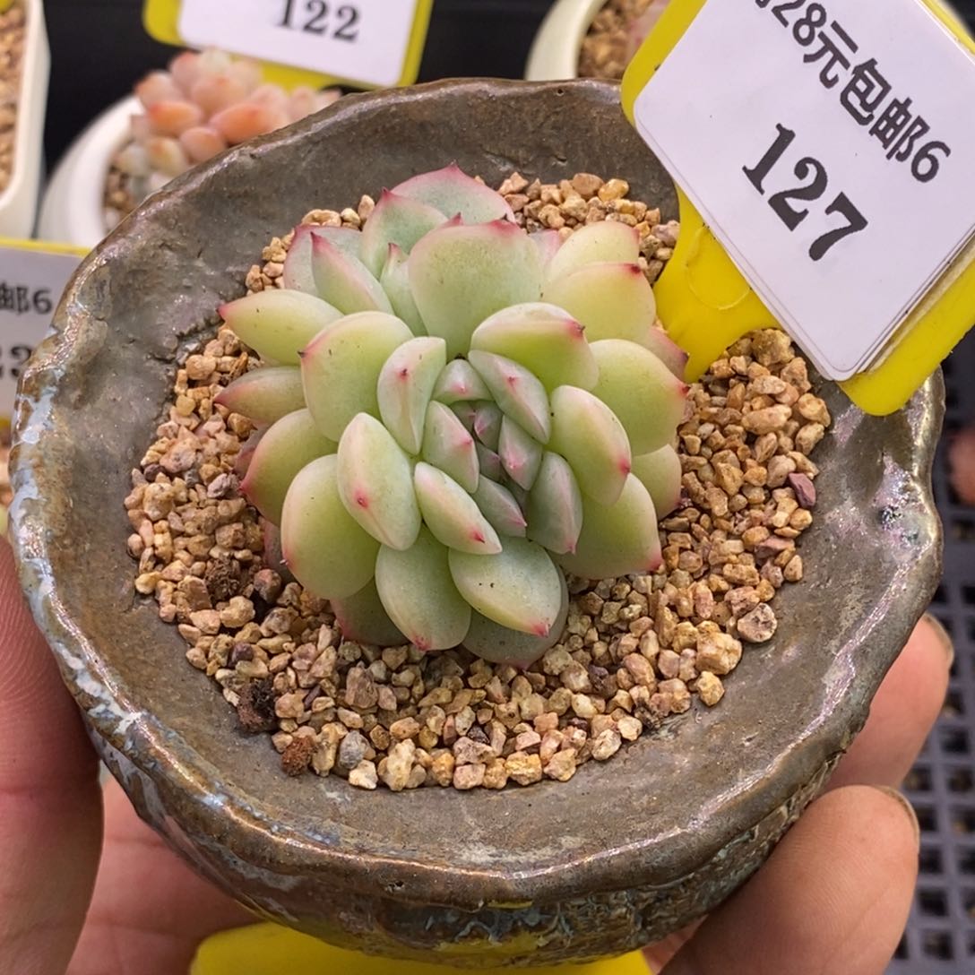 617乌啦啦玉笛缀多肉