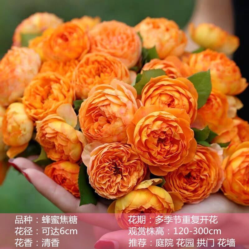 蜂蜜焦糖 爬藤月季大苗多花浓香蔷薇花苗阳台庭院植物多季开花