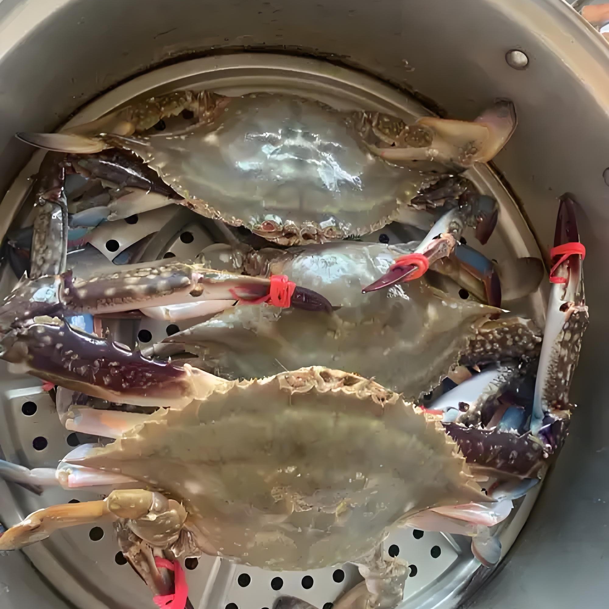（港威海鲜）鲜活东港2-4两三角母飞蟹3斤