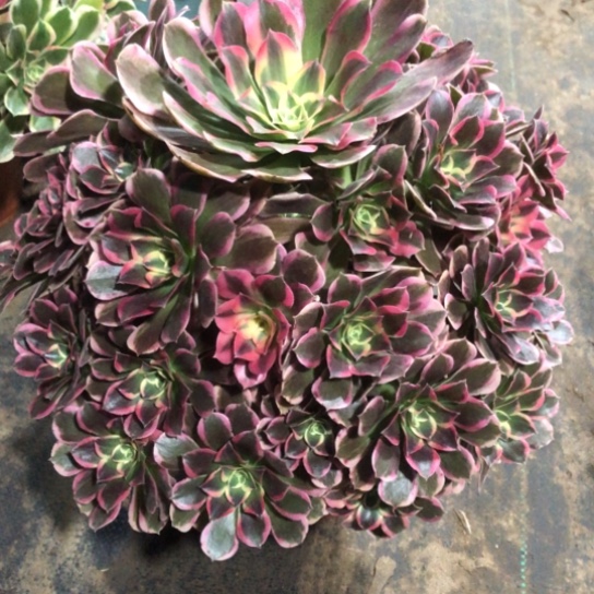 馨***行无花朵皇后法师多肉植物784号
