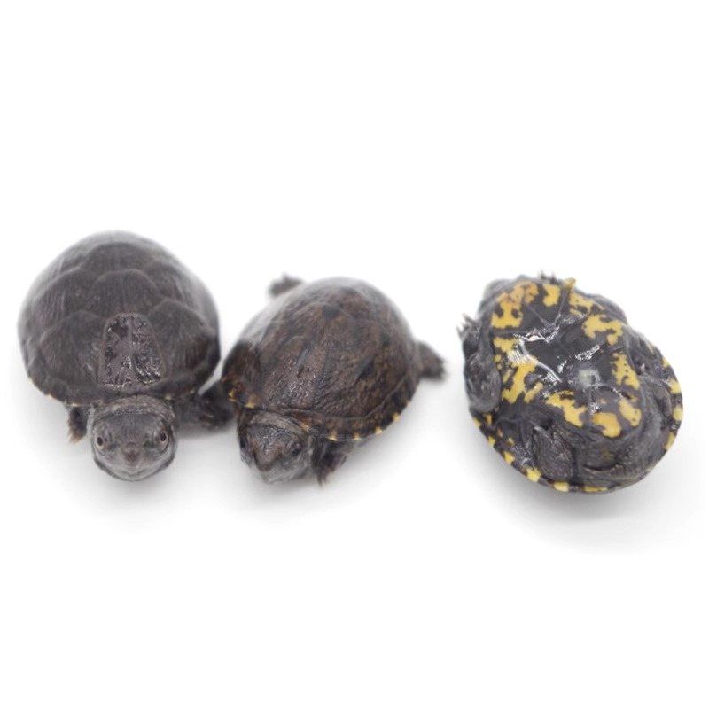 头盔龟苗乌龟水龟观赏龟宠物龟活体耐养活体龟蛋龟泥龟