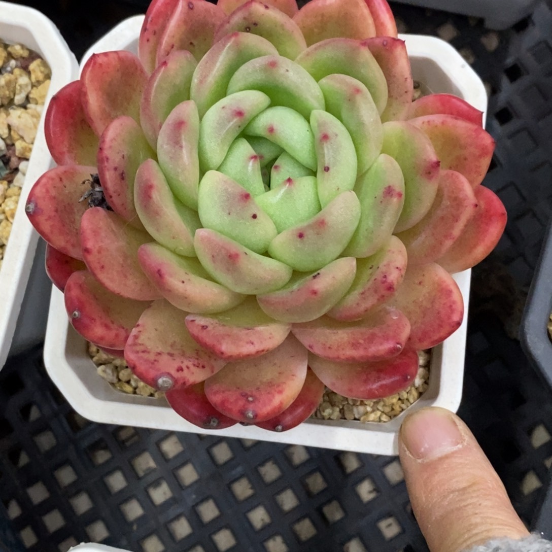 精品多肉一物一拍不包整289