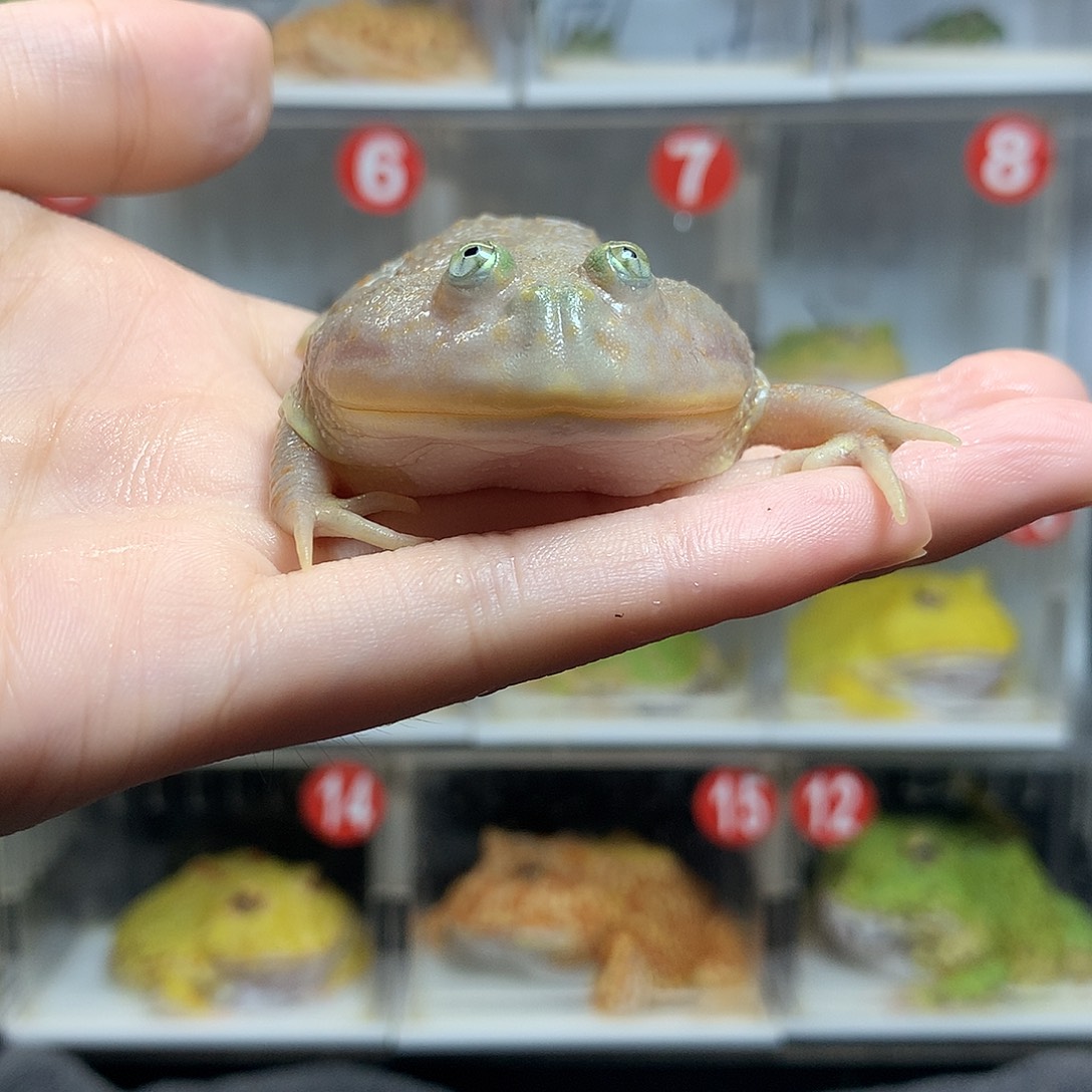 角蛙4146小丑小丑