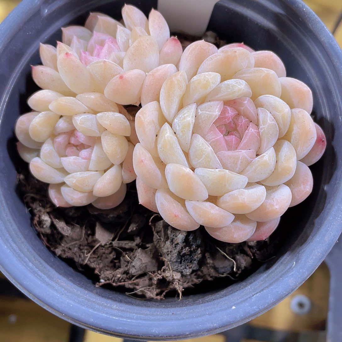 712号 天花板白桃汽水群