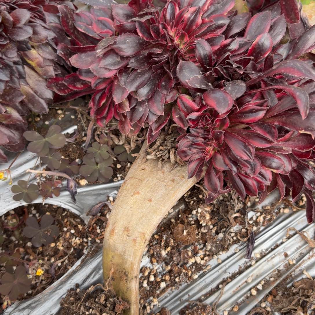 你4276 号法师多肉植物特价