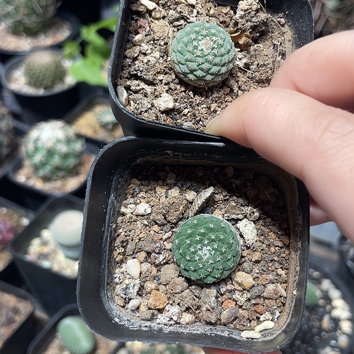 实生2个菊水仙人球