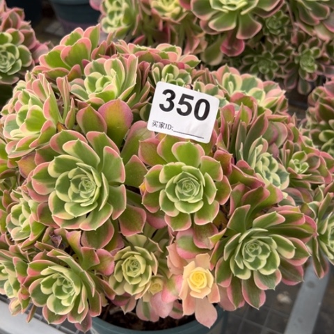 350白凤朵朵23厘米左右